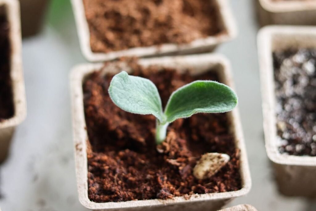 Pequeña planta brotando en una maceta de tierra