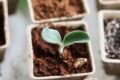 Pequeña planta brotando en una maceta de tierra