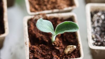 Pequeña planta brotando en una maceta de tierra